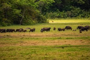 Arusha National Park