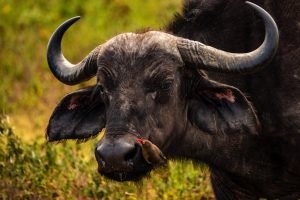Arusha National Park