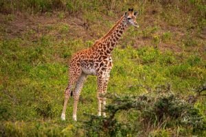 Arusha National Park