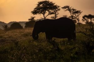 Serengeti National Park