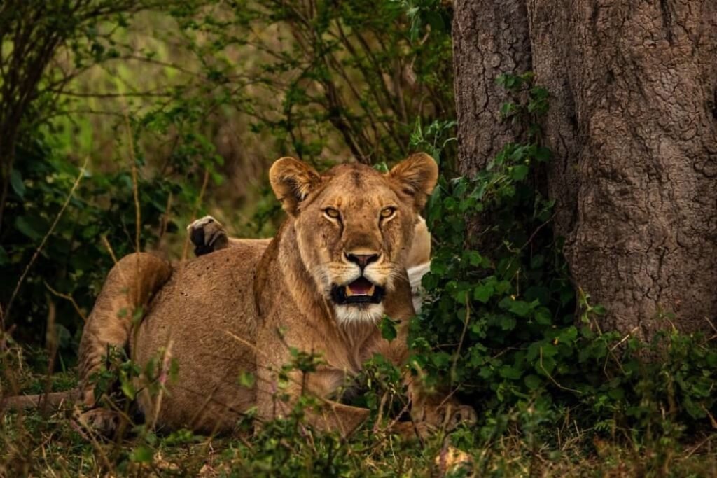 Serengeti National Park