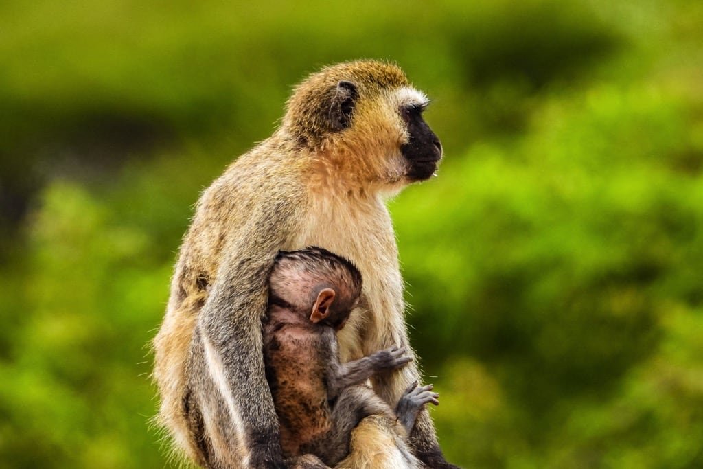 Lake Manyara National Park