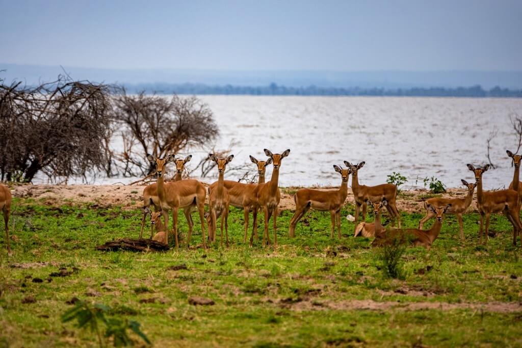 Lake Manyara National Park