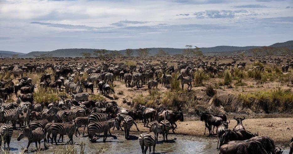 Migration Tracking, Suivi de la Migration