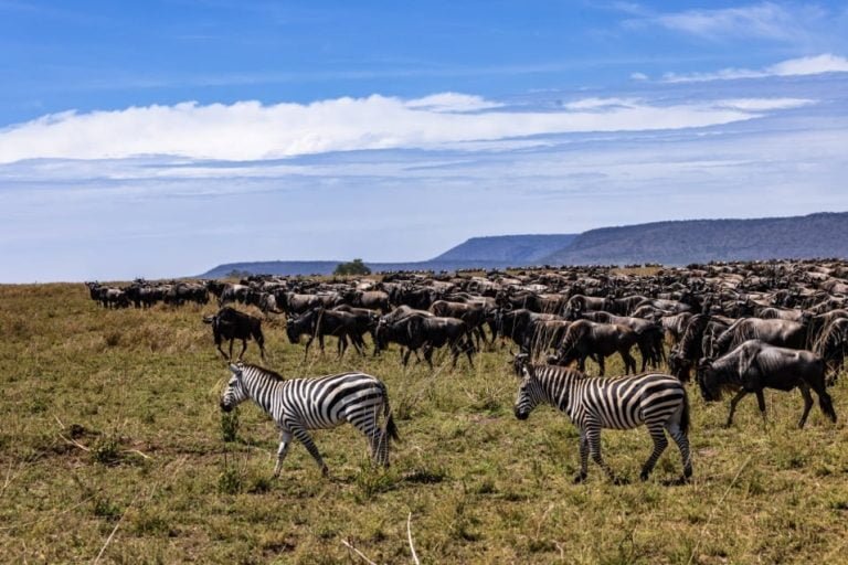 Migration Tracking
