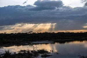 Ndutu Area