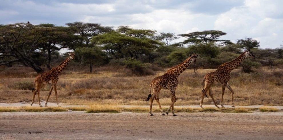Ndutu Area