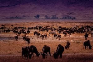 Ngorongoro Crater
