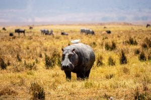 Ngorongoro Crater