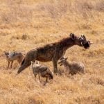 Ngorongoro Crater
