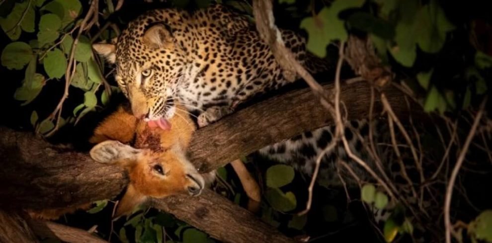 Night Game Drive