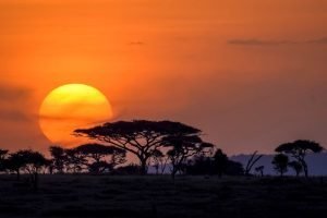 Night Game Drive