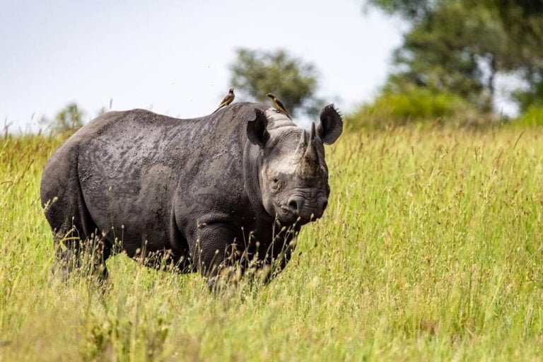 Rhino View