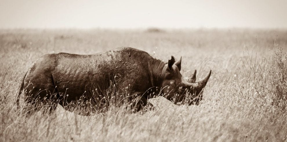 Rhino View, Visualisation du Rhinocéros