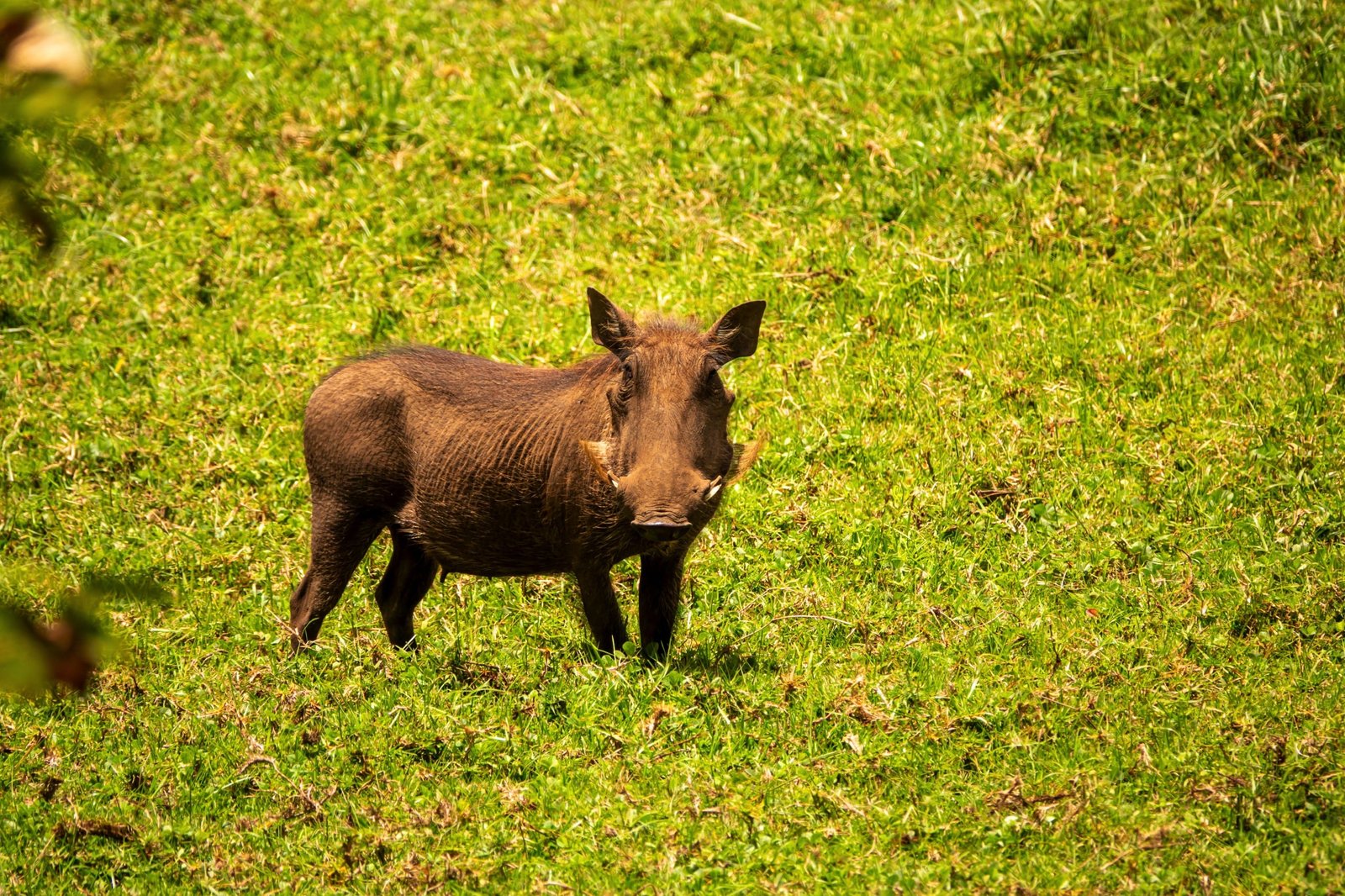 Day trip to Arusha National Park