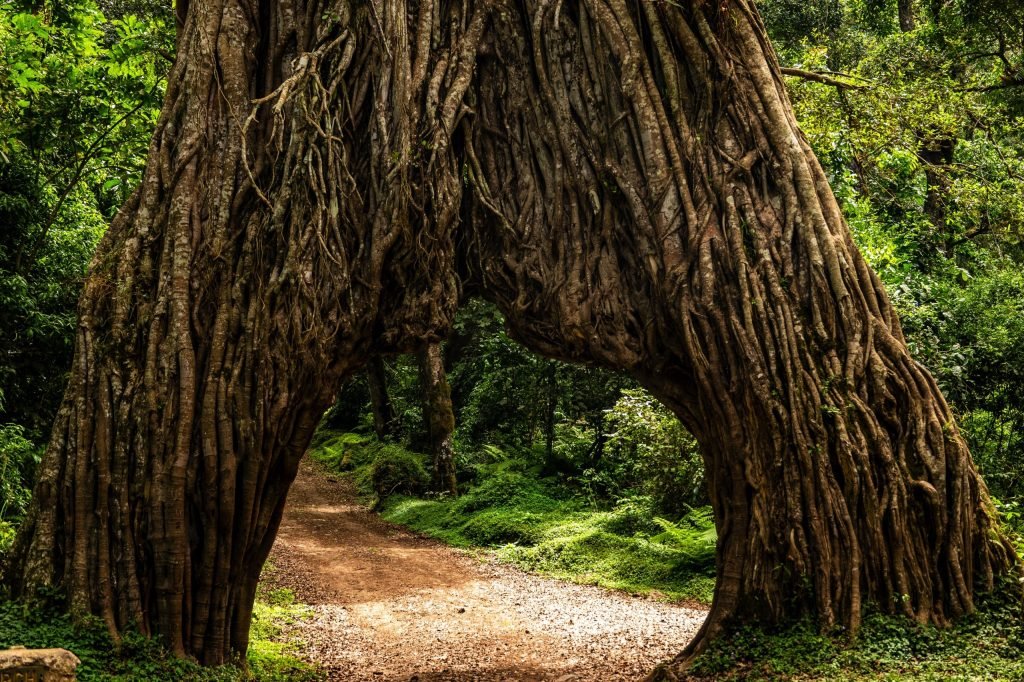 Day trip to Arusha National Park
