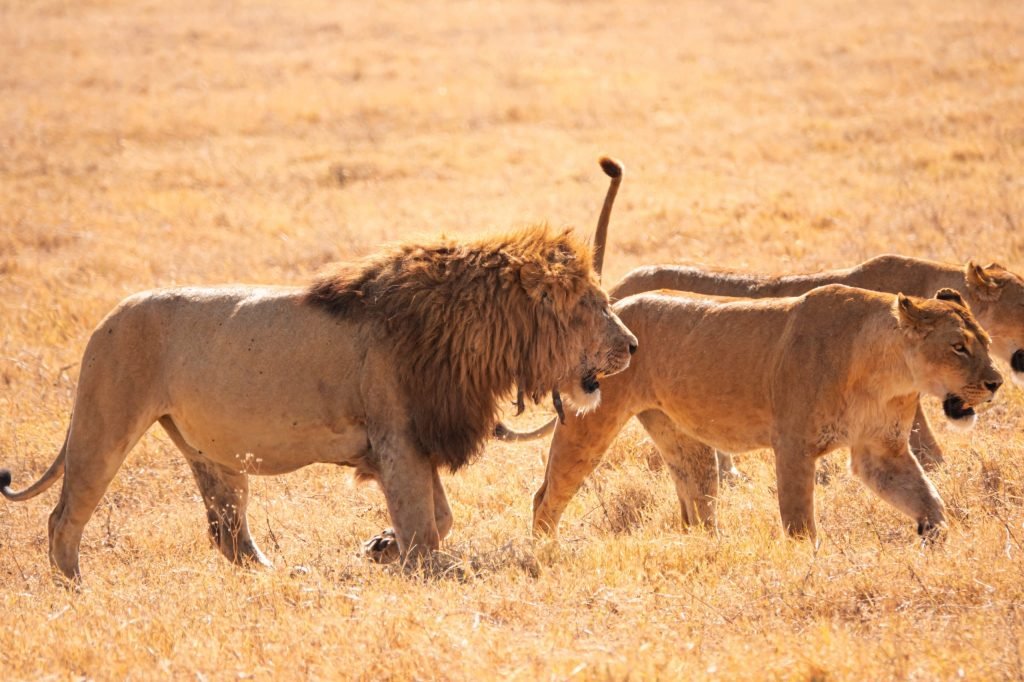 Day trip to Ngorongoro Crater