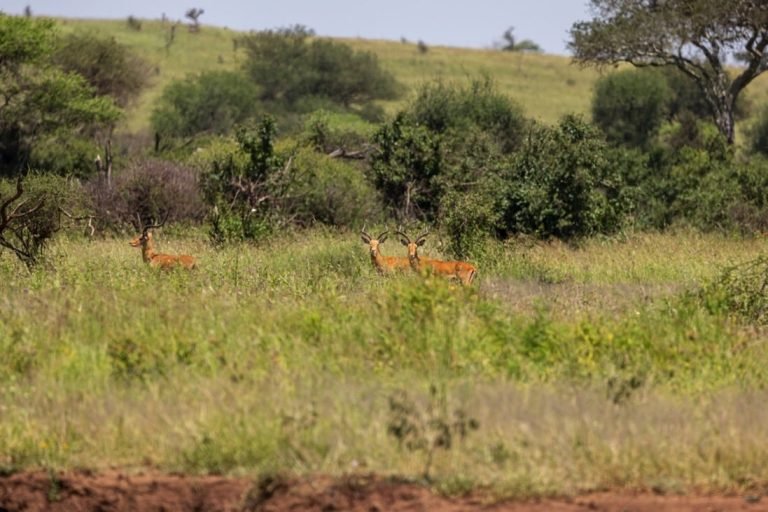 Walking Safari