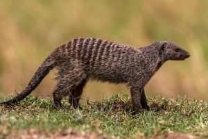 Banded Mongoose