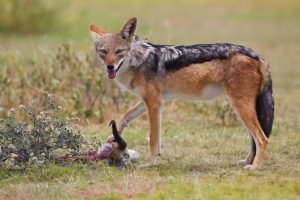 Black Backed Jackal