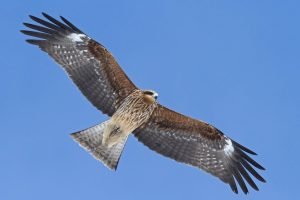 Black Kite