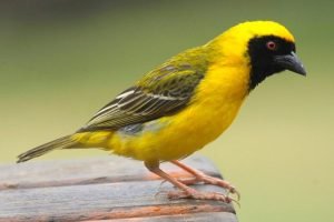 Black Masked Weaver