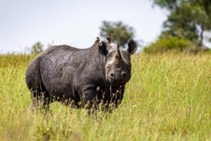 Black Rhino