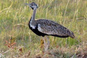 Black Bellied Bustard