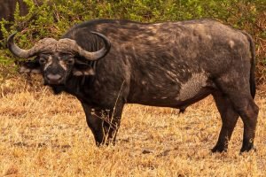 Buffalo