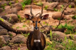 Bushbuck