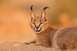 Caracal