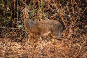 Dik-Dik