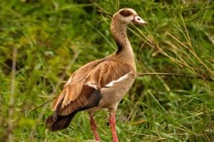 Egyptian Goose