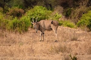 Eland