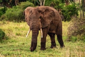 Elephant