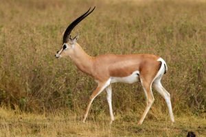 Grant Gazelle