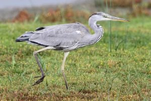 Gray Heron