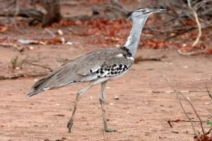 Kori Bustard