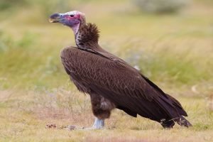 Lappet Faced Vulture