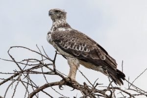 Martial Eagle