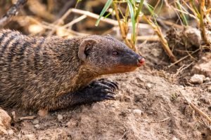 Mongoose