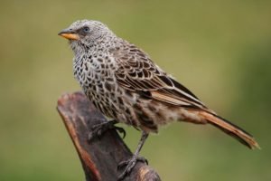 Rufous Tailed Weaver