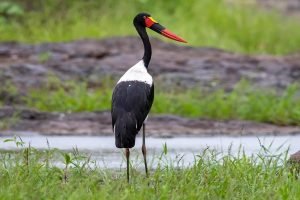 Saddle Billed Stork
