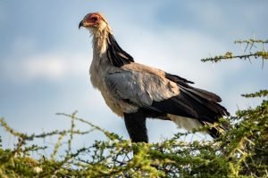 Secretary Bird