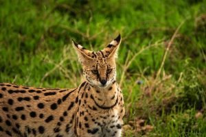 Serval