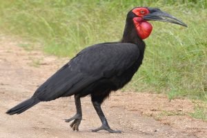 Southern Ground Hornbill