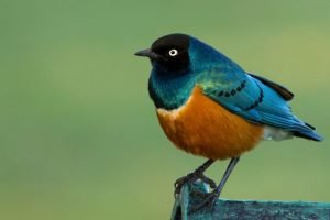 Superb Starling