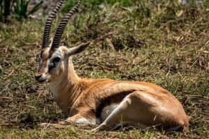 Thomson Gazelle