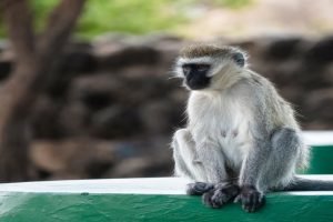 Velvet Monkey