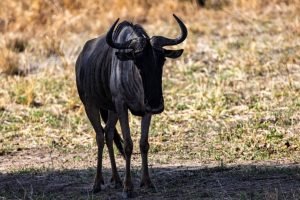 Wildebeest